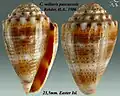 Conus miliaris pascuensis Rehder, H.A., 1980