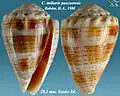 Conus miliaris pascuensis Rehder, H.A., 1980