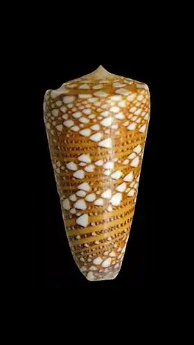 Vista superior da concha de C. nobilis. Espécime de museu em Phuket, Tailândia.