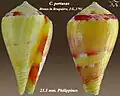 Variação de cor em C. pertusus; espécime das Filipinas.