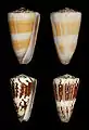 Conus planorbis vitulinus
