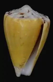 Vista inferior da concha de C. regius, variação de coloração amarela: citrinus; da coleção do Museu de História Natural de Leiden.