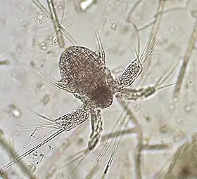 Acartia clausi