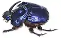 Coprophanaeus saphirinus: Scarabaeinae