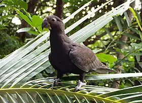 Exemplar em Madagascar