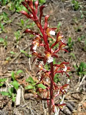 Corallorrhiza maculata