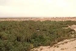 Vista do palmeiral de Nefta, a chamada Corbeille (cabaz em francês)