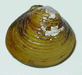 Corbicula fluminea