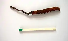 Ophiocordyceps sinensis (esquerda) crescendo da cabeça de uma lagarta morta