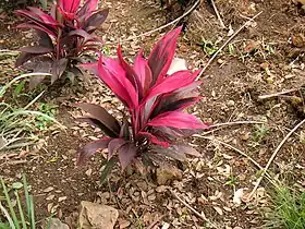 Cultivar do género Cordyline