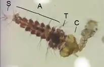 Larva de Corethrella (esquerda) se alimentando de larva de pernilongo.