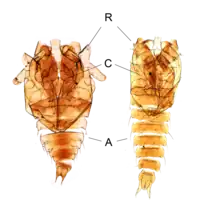 Exúvias de pupas de Corethrella davisi e Corethrella ananacola.