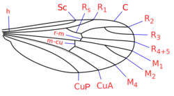 Asa de Corethrellidae com indicação das veias