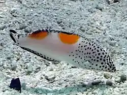 Juvenil de Coris aygula (espécie-tipo).