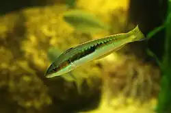 Coris julis (fêmea).