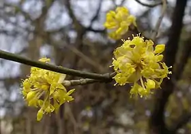 Flores de Cornus mas