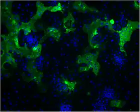 Formação do HCoV-HKU1.