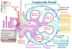 Detalhe do corpúsculo renal humano
