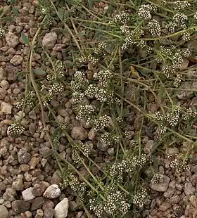 Corrigiola litoralis