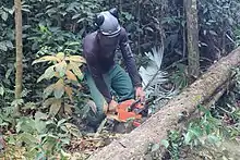 Corte seletivo de uma árvore.