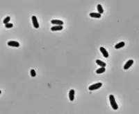 Corynebacterium pseudotuberculosis