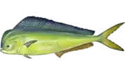 Mahi-mahi