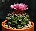 Coryphantha