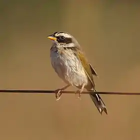 Tico-tico-de-máscara-negra em Chapada dos Veadeiros, Estado de Goiás, Brasil