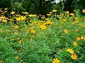 Cosmos sulphureus