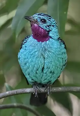 Cotinga cayana