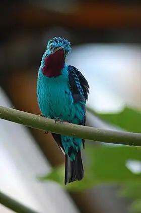 Cotinga cayana macho no Zoológico Burgers, em Arnhem, nos Países Baixos