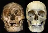 Crânio de Homo floresiensis (à esquerda) e de Homo sapiens (à direita)