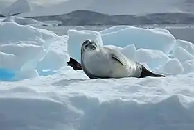 Uma foca-caranguejeira descansando em um bloco de gelo.