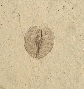 Fóssil de um fruto de Craigia