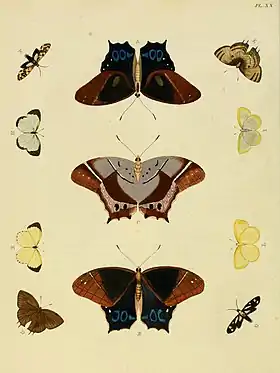 A. philoctetes é o trio central (macho e fêmea abaixo, em vista ventral e superior) nesta gravura do ano de 1779.