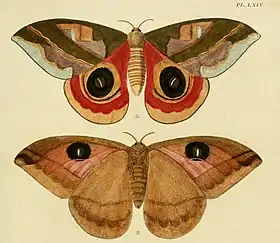Ilustração mostrando as faces superior e inferior da ‘’A. janus’’ (Cramer & Stoll, 1779)