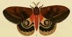 Ilustração da A. egeus, por Cramer & Stoll.