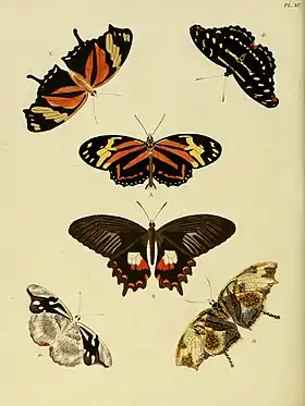 Consul fabius é a borboleta do canto superior esquerdo (vista por cima) e inferior direito (vista por baixo), nesta gravura de 1779.