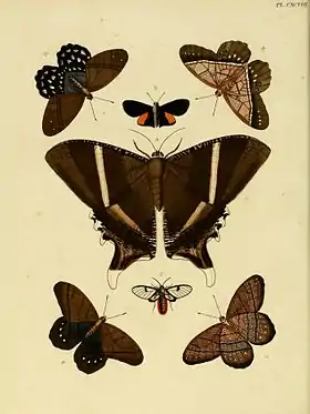 Pierella lena é o par de borboletas mais acima, vistas de cima à esquerda e de baixo à direita, neste desenho publicado em 1782.
