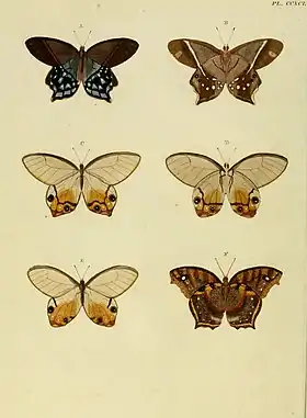 Nesta ilustração do ano de 1779, Haetera piera são a terceira, quarta e quinta borboleta, em ordem de leitura. As duas borboletas acima são Pierella hyalinus (pertencentes à mesma tribo - Haeterini).