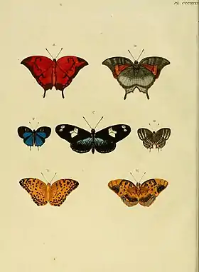 As duas borboletas abaixo, à esquerda (em vista superior) e à direita (em vista inferior), são ilustrações de E. hegesia, retiradas do livro De uitlandsche kapellen: voorkomende in de drie waereld-deelen Asia, Africa en America = Papillons exotiques des trois parties du monde, l'Asie, l'Afrique et l'Amérique, de Pieter Cramer e Caspar Stoll (Plate CCCXXXVII, 1779).