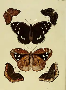 D. darius é o par central de borboletas, vistas por cima e por baixo, nesta gravura do ano de 1779.