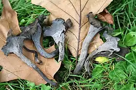 Craterellus cornucopioides