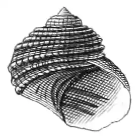 Ilustração (1863) de uma concha do gênero Cremnoconchus W. T. Blanford, 1869, os únicos Littorinidae de água doce.