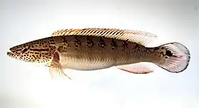 Crenicichla lenticulata