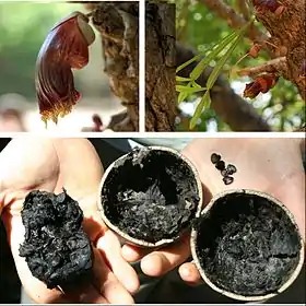 Flor, folhas e fruto seco de C. alata em foto composta.