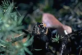 Dois indivíduos da Crinia georgiana