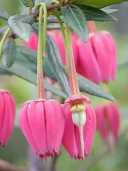 Crinodendron hookerianum.