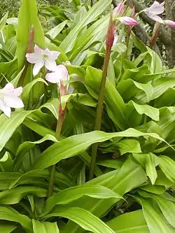 Crinum moorei.