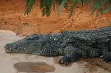 Crocodilo-do-nilo (Crocodylus niloticus)